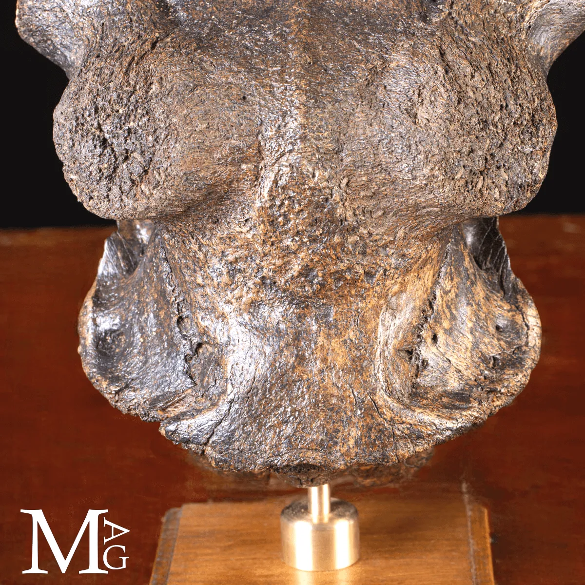 Scatola Cranica e Frontale di Megaloceros Giganteus.