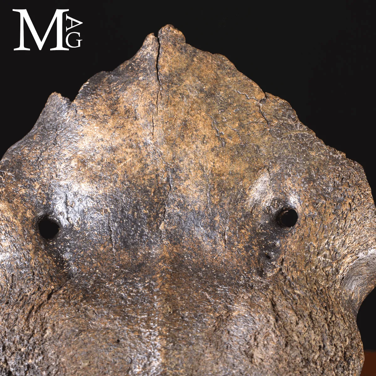 Scatola Cranica e Frontale di Megaloceros Giganteus.