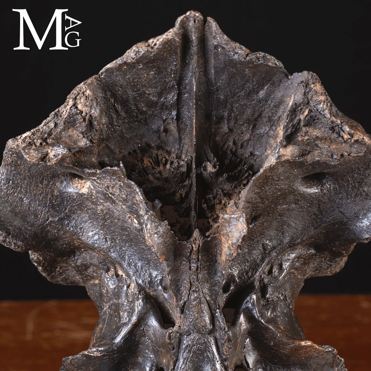 Scatola Cranica e Frontale di Megaloceros Giganteus.