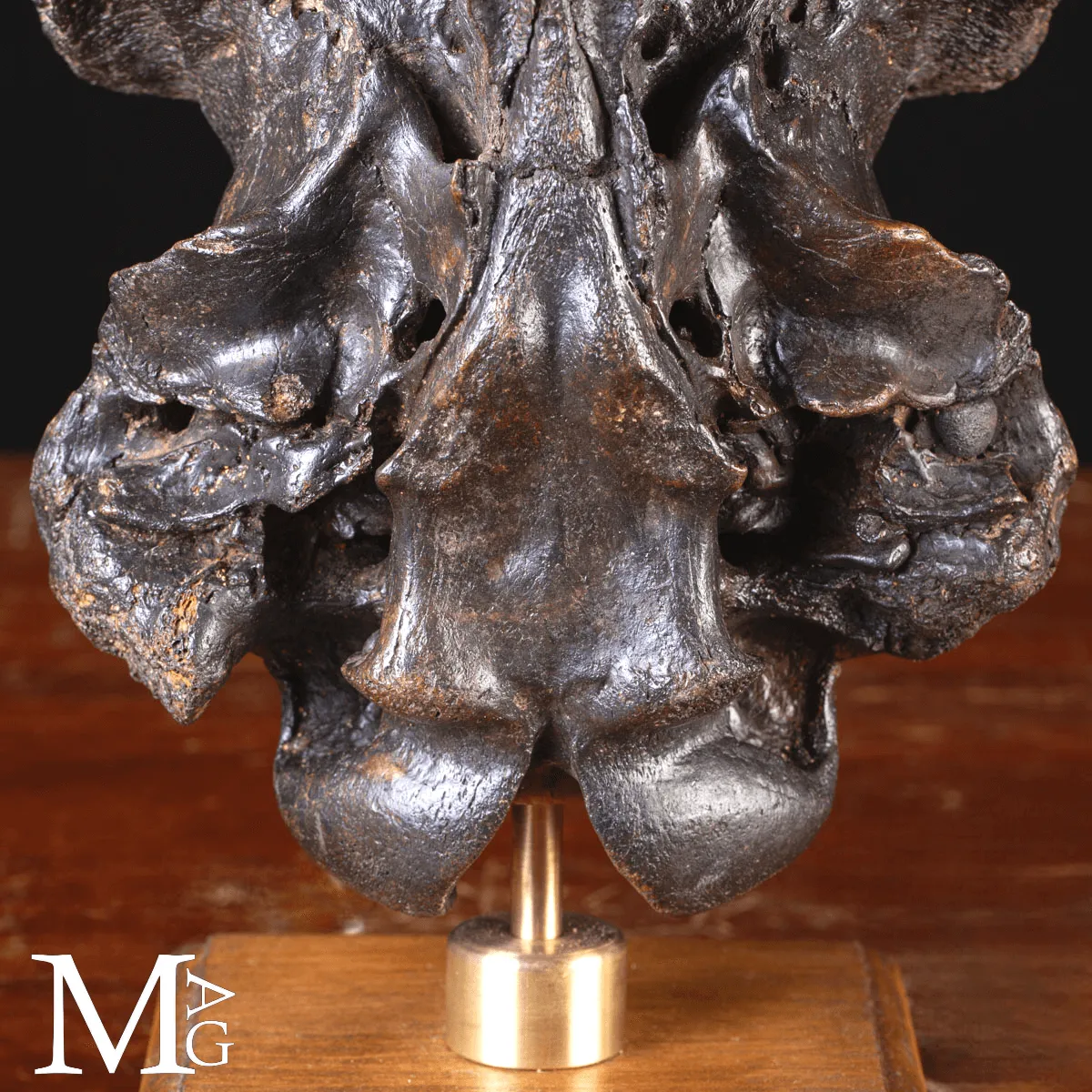 Scatola Cranica e Frontale di Megaloceros Giganteus.