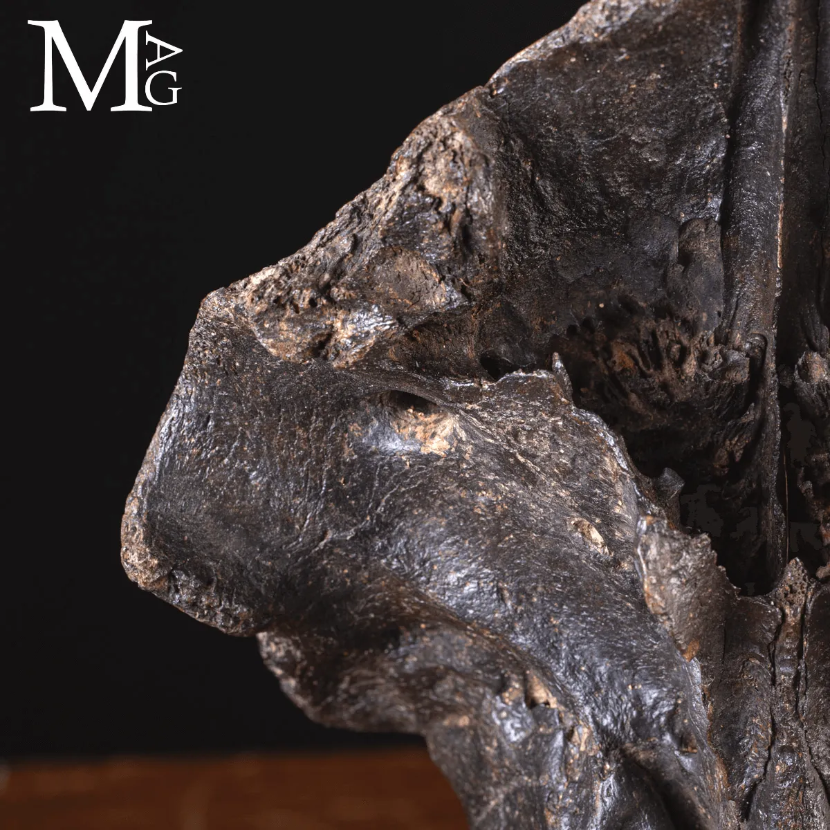 Scatola Cranica e Frontale di Megaloceros Giganteus.