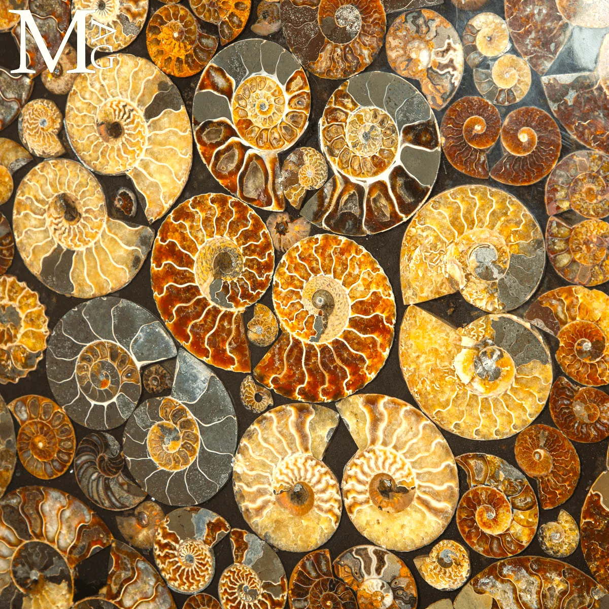 Top Tavolo esclusivo in ammoniti Cleoniceras – Fossili autentici.
