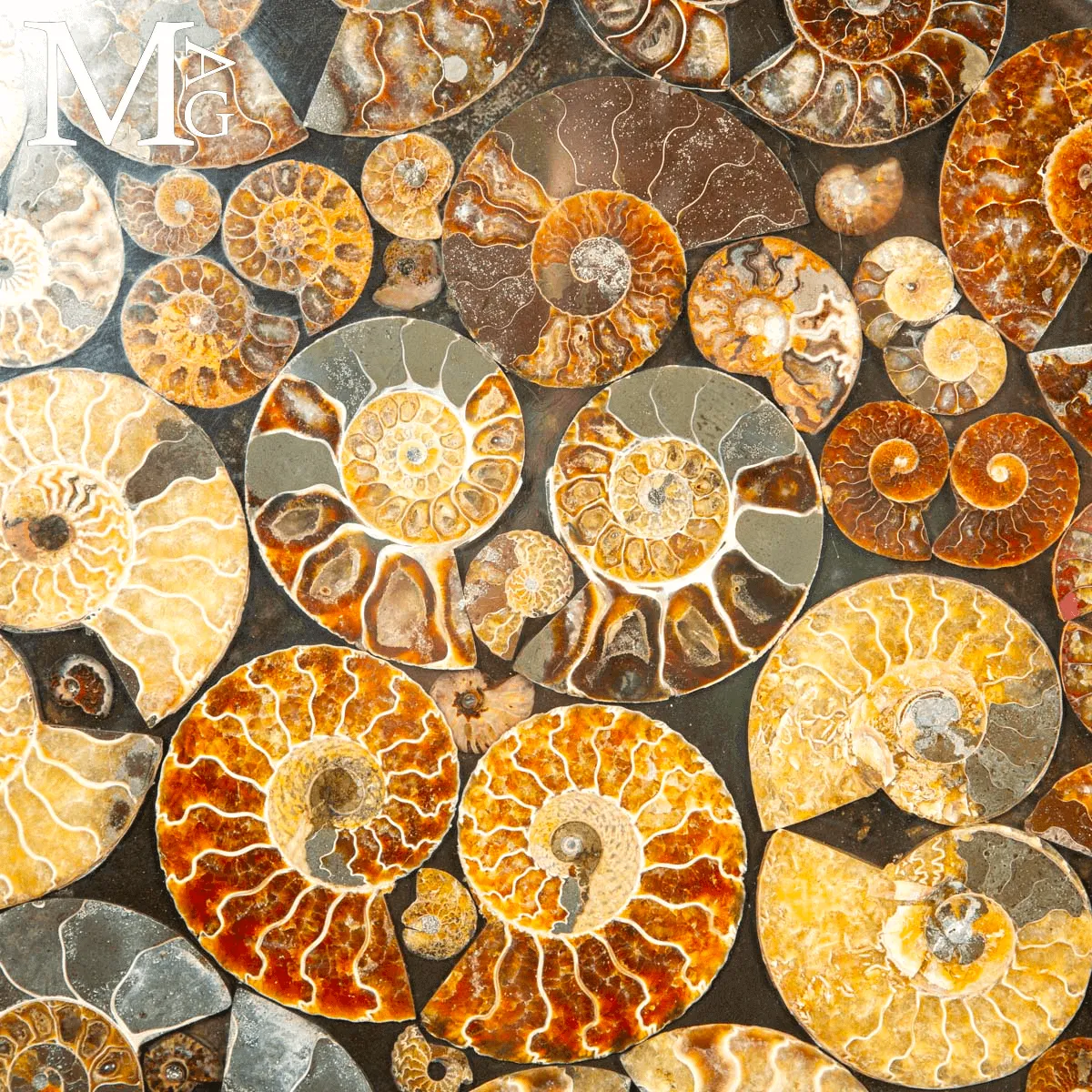 Top Tavolo esclusivo in ammoniti Cleoniceras – Fossili autentici.