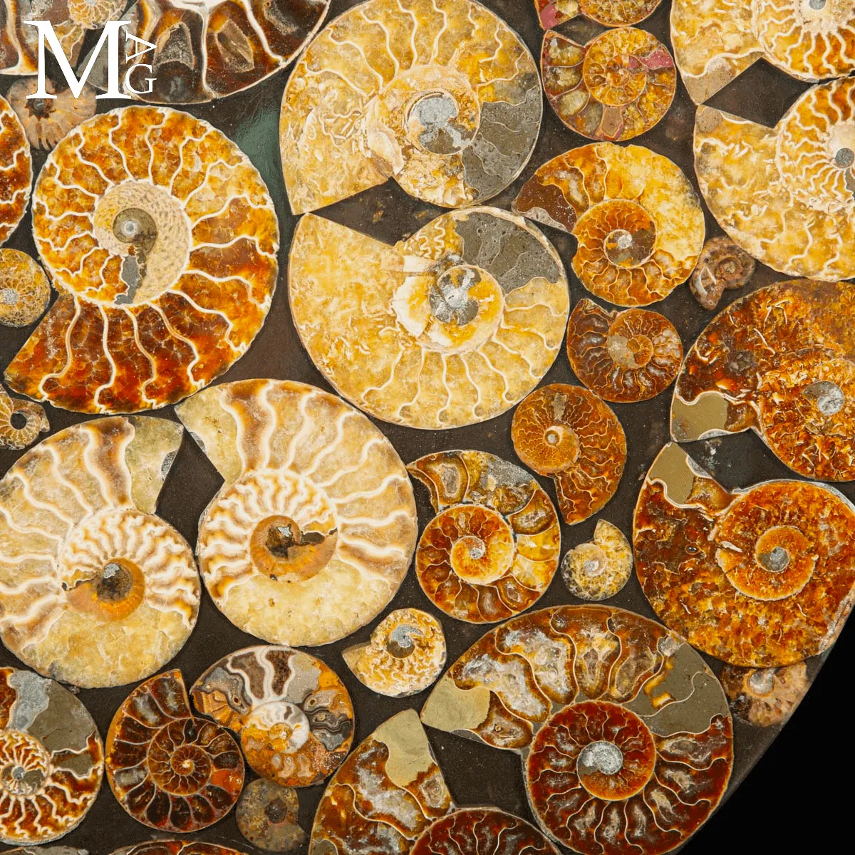 Top Tavolo esclusivo in ammoniti Cleoniceras – Fossili autentici.