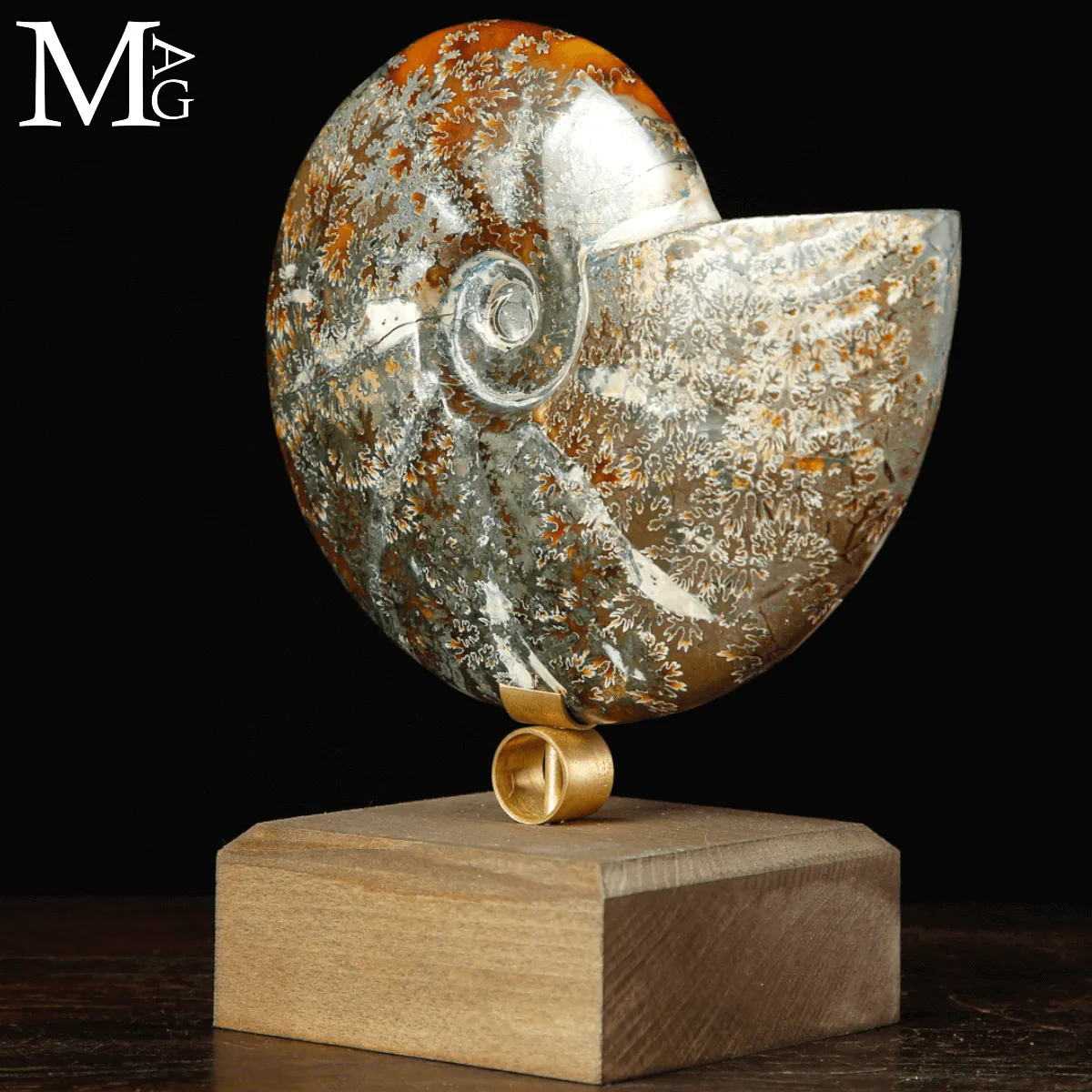 Ammonite fossile Cleoniceras su base di design.