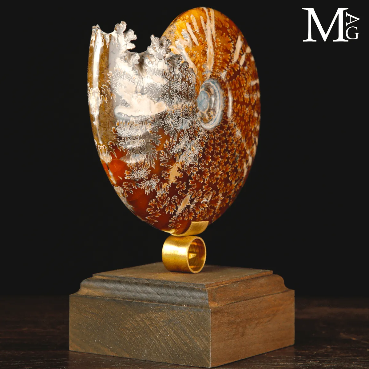 Ammonite Fossile Cleoniceras su base di Design.
