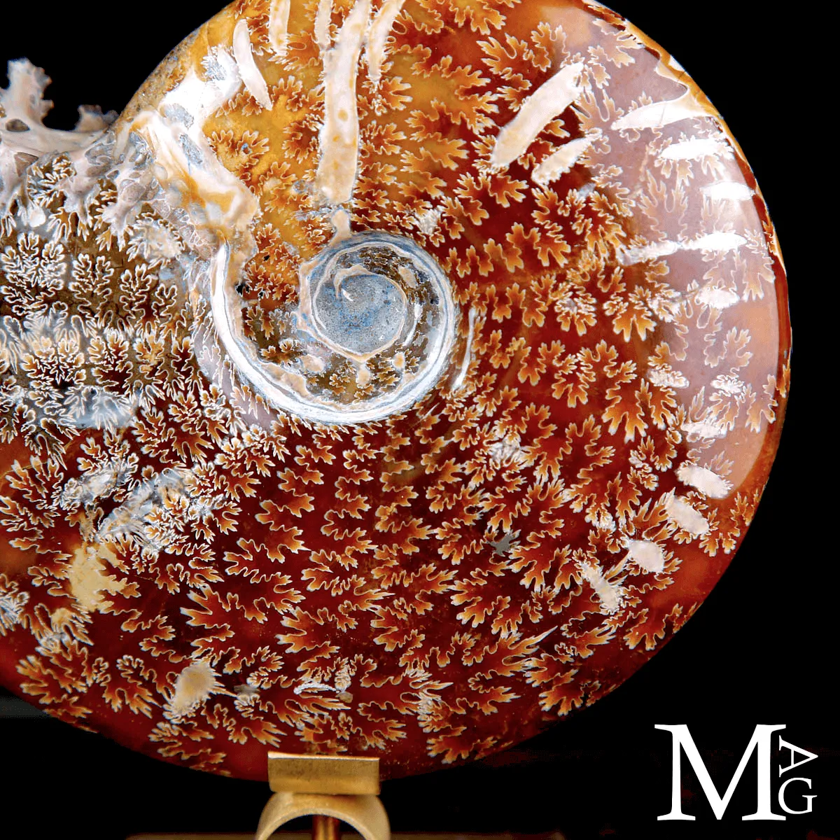 Ammonite Fossile Cleoniceras su base di Design.