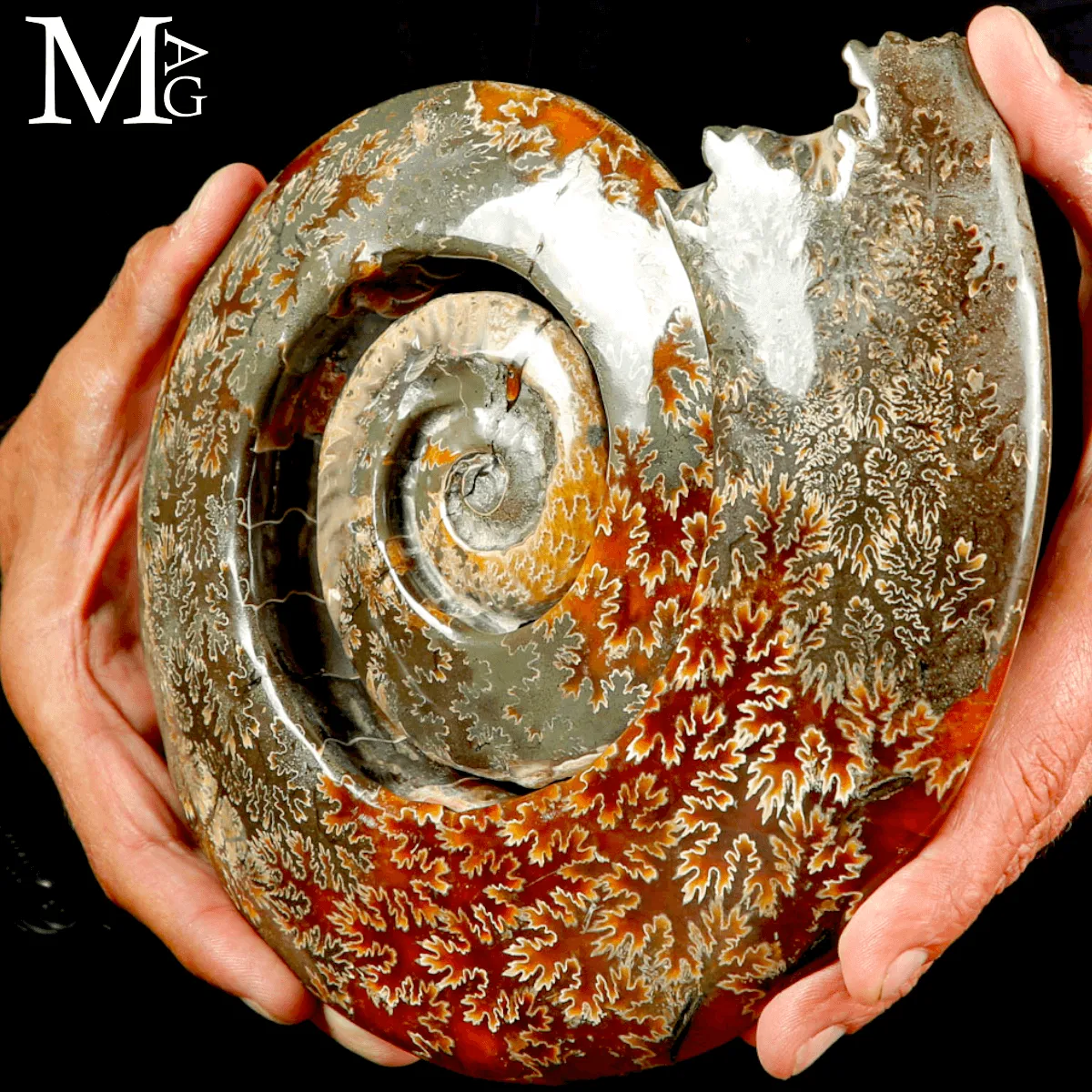 Ammonite Cleoniceras intagliata a spirale.