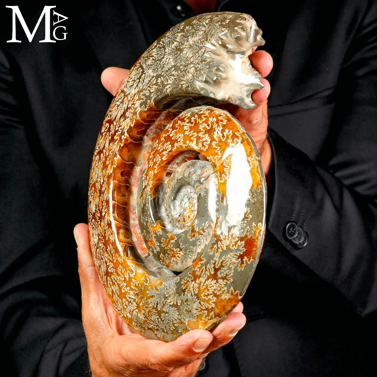 Ammonite Cleoniceras intagliata a spirale.