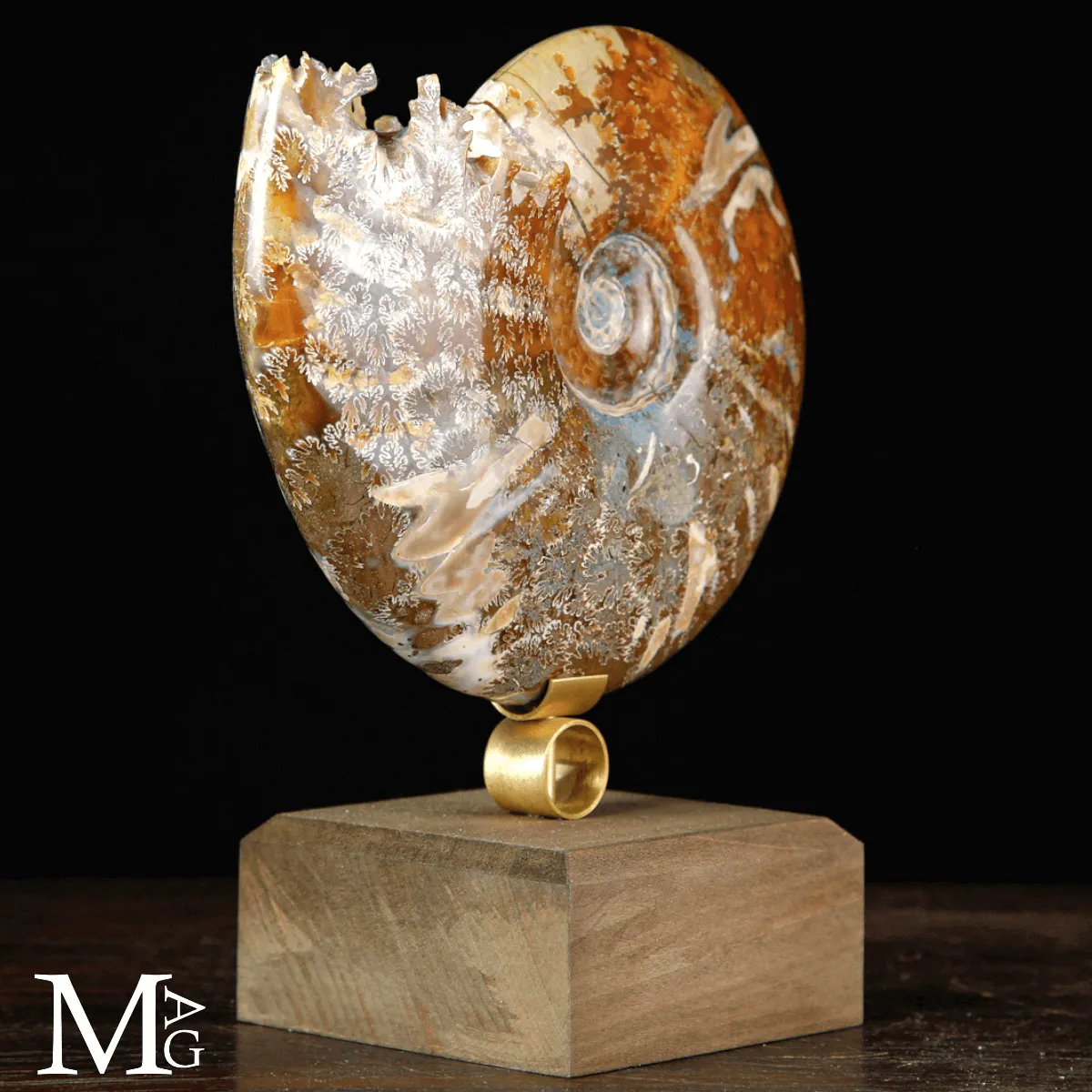 Cleoniceras sp. – Ammonite fossile dell’Albiano.
