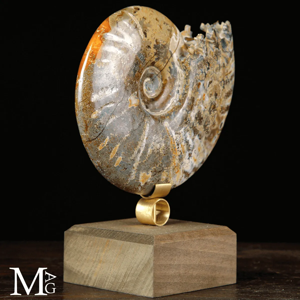 Cleoniceras sp. – Ammonite fossile dell’Albiano.