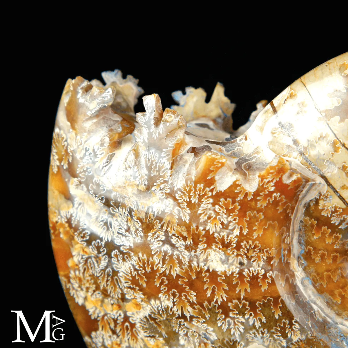 Cleoniceras sp. – Ammonite fossile dell’Albiano.