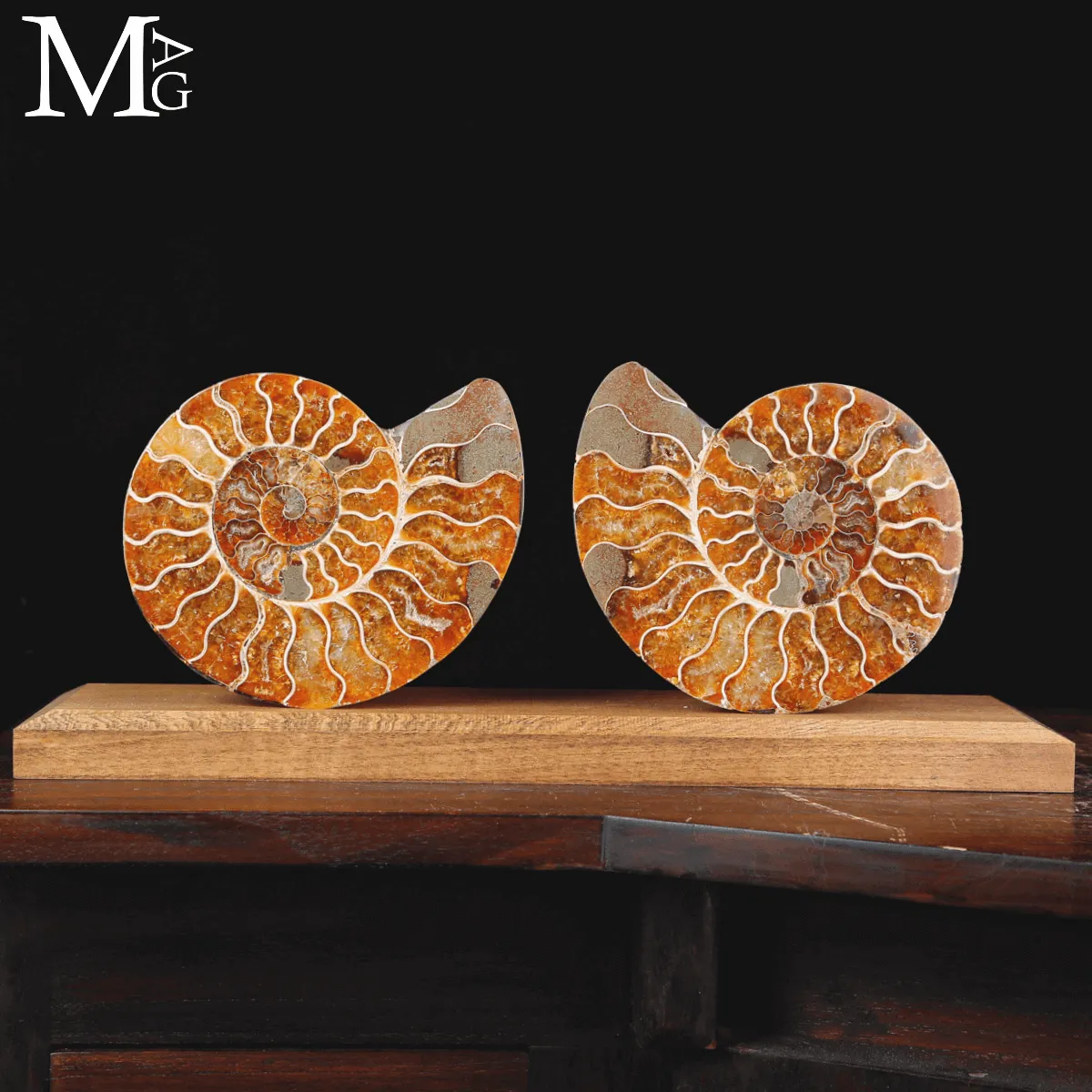 Ammonite Cleoniceras sezionata – Scultura paleontologica.