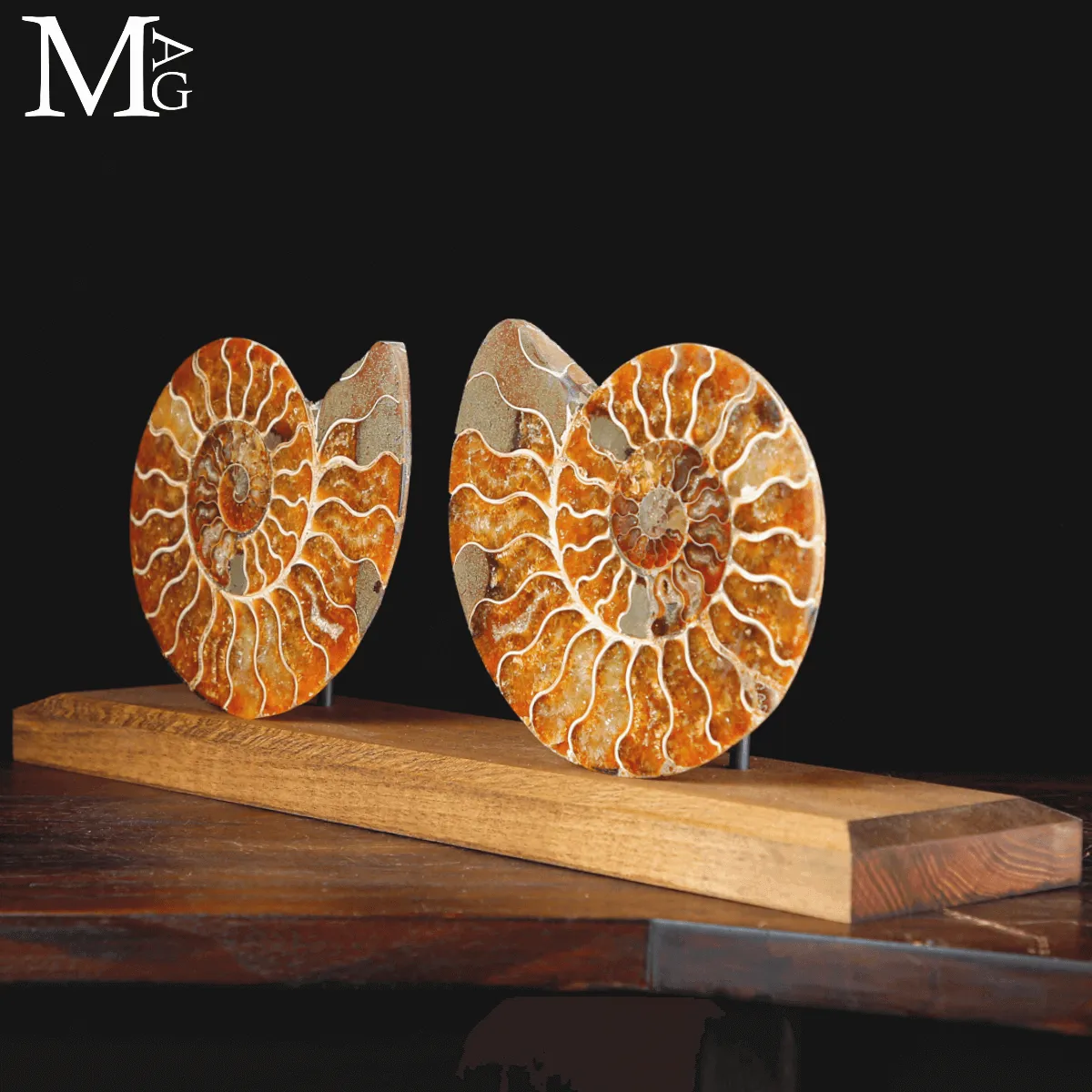 Ammonite Cleoniceras sezionata – Scultura paleontologica.