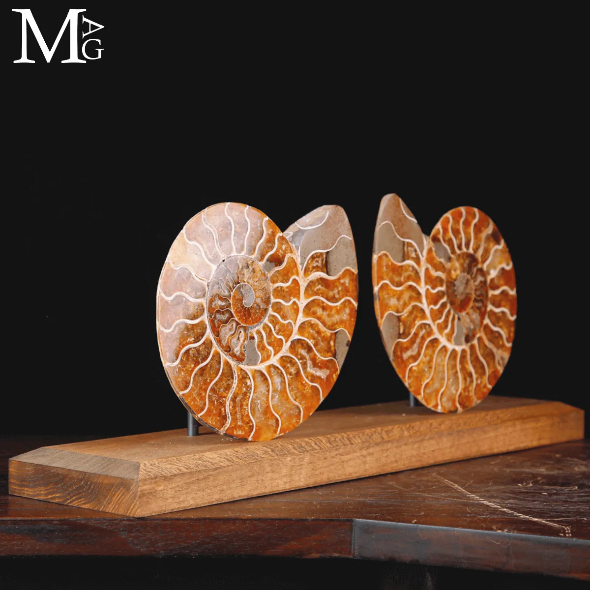 Ammonite Cleoniceras sezionata – Scultura paleontologica.
