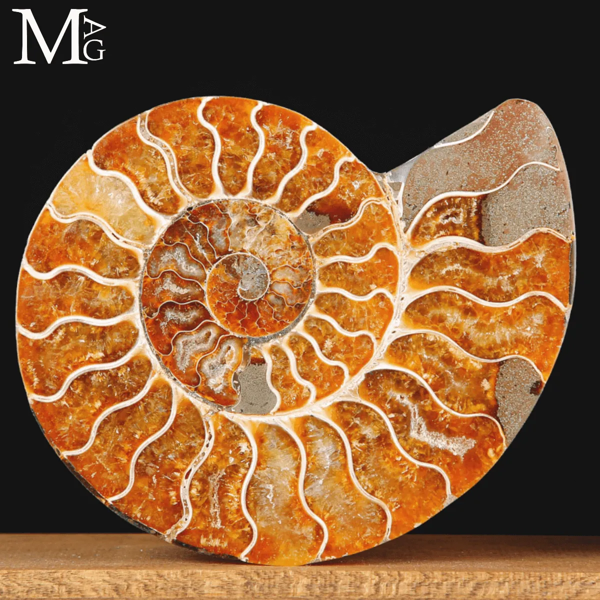Ammonite Cleoniceras sezionata – Scultura paleontologica.