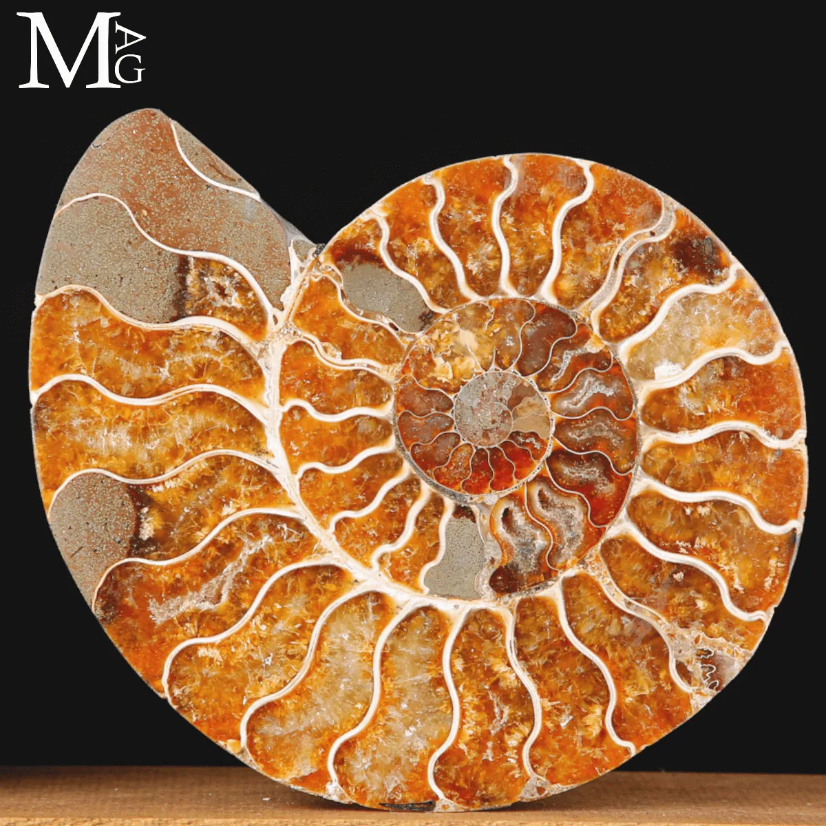 Ammonite Cleoniceras sezionata – Scultura paleontologica.