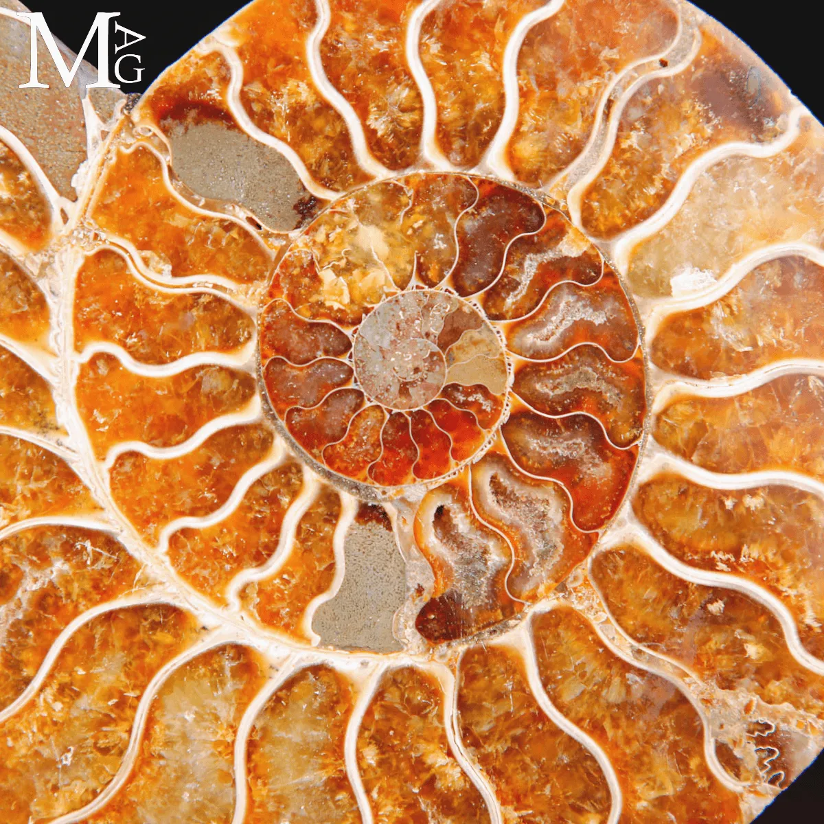 Ammonite Cleoniceras sezionata – Scultura paleontologica.