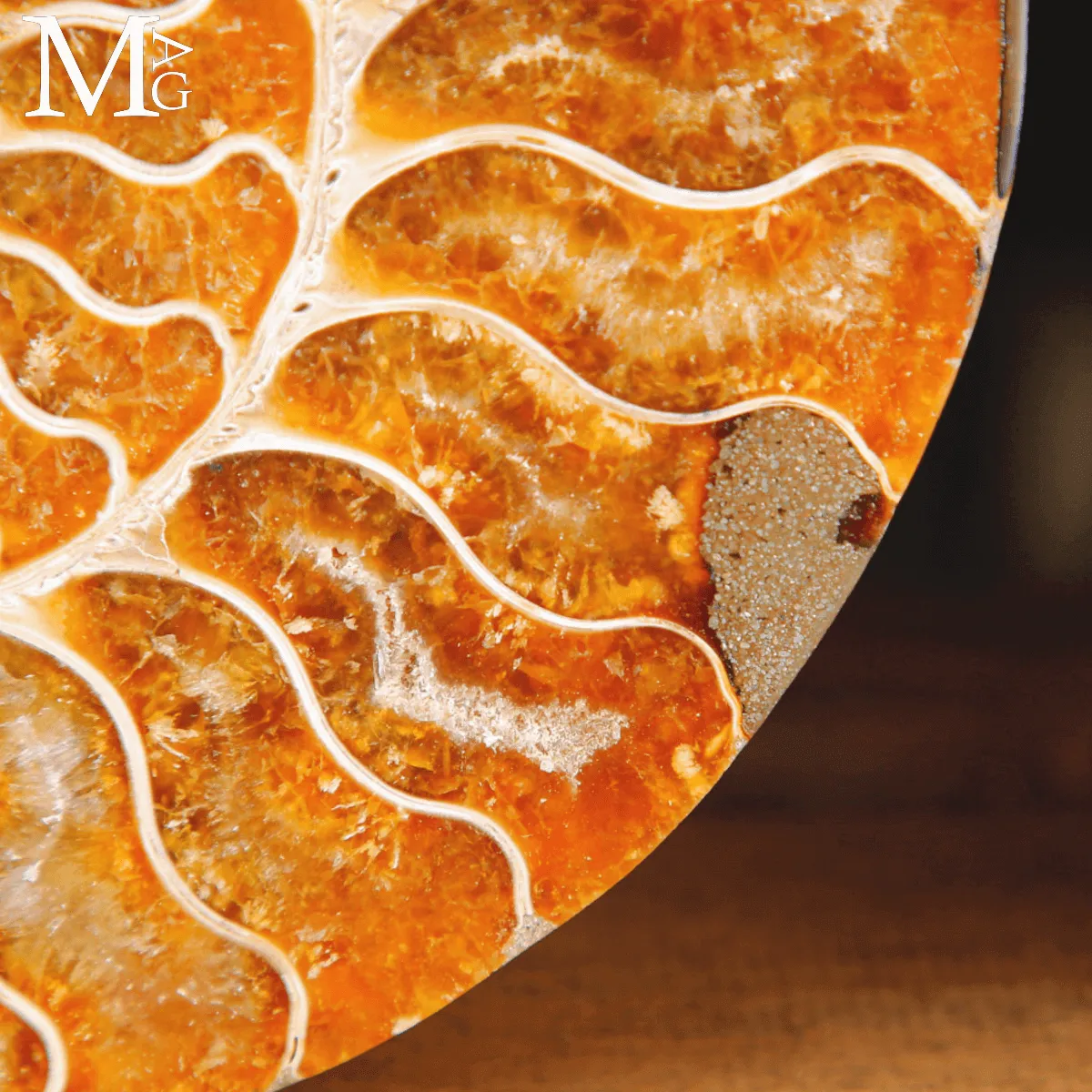 Ammonite Cleoniceras sezionata – Scultura paleontologica.