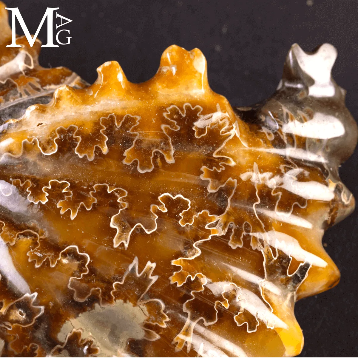 Ammonite Fossile Cleoniceras – Scultura