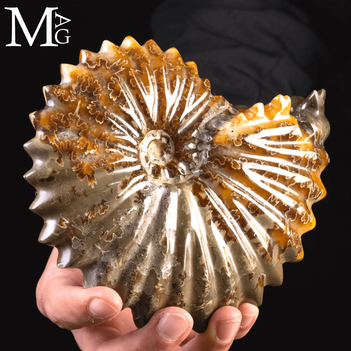 Ammonite Fossile Cleoniceras – Scultura