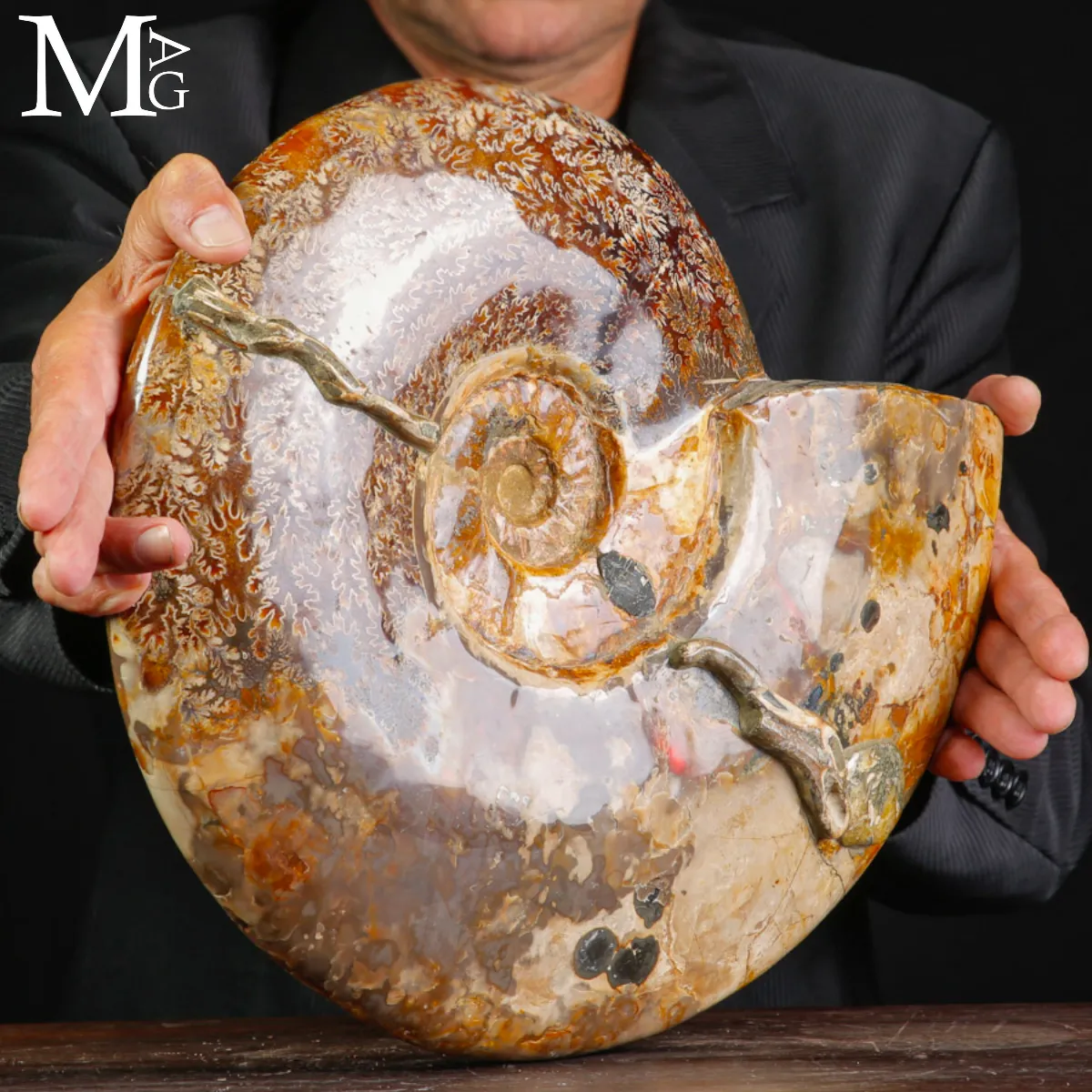 Straordinaria ammonite fossile Cleoniceras.