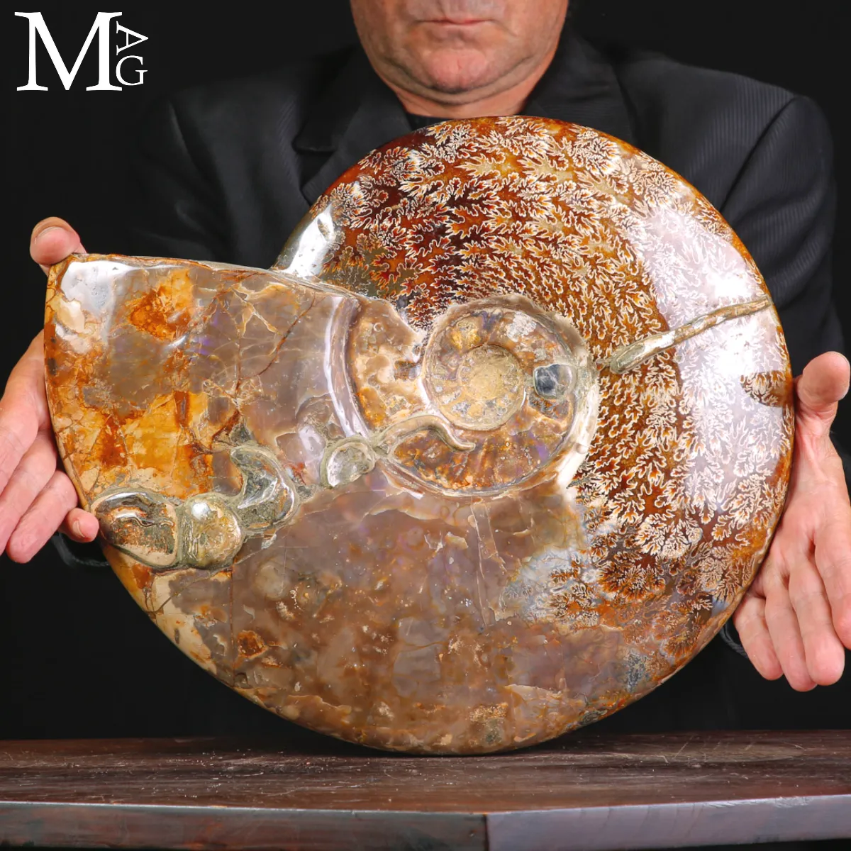 Straordinaria ammonite fossile Cleoniceras.