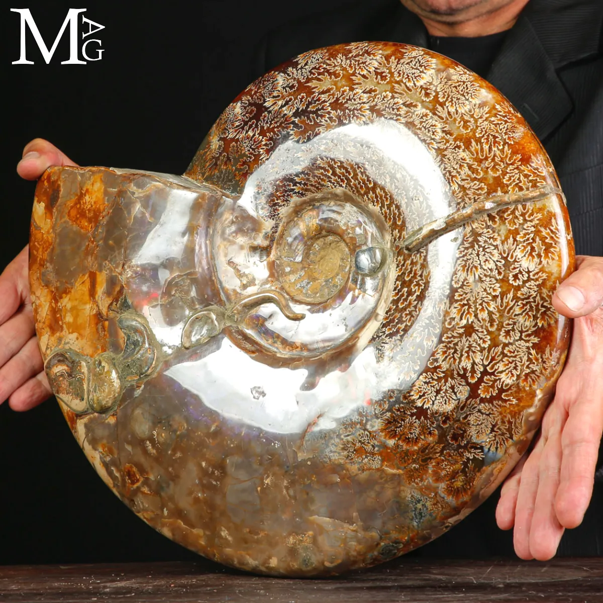 Straordinaria ammonite fossile Cleoniceras.