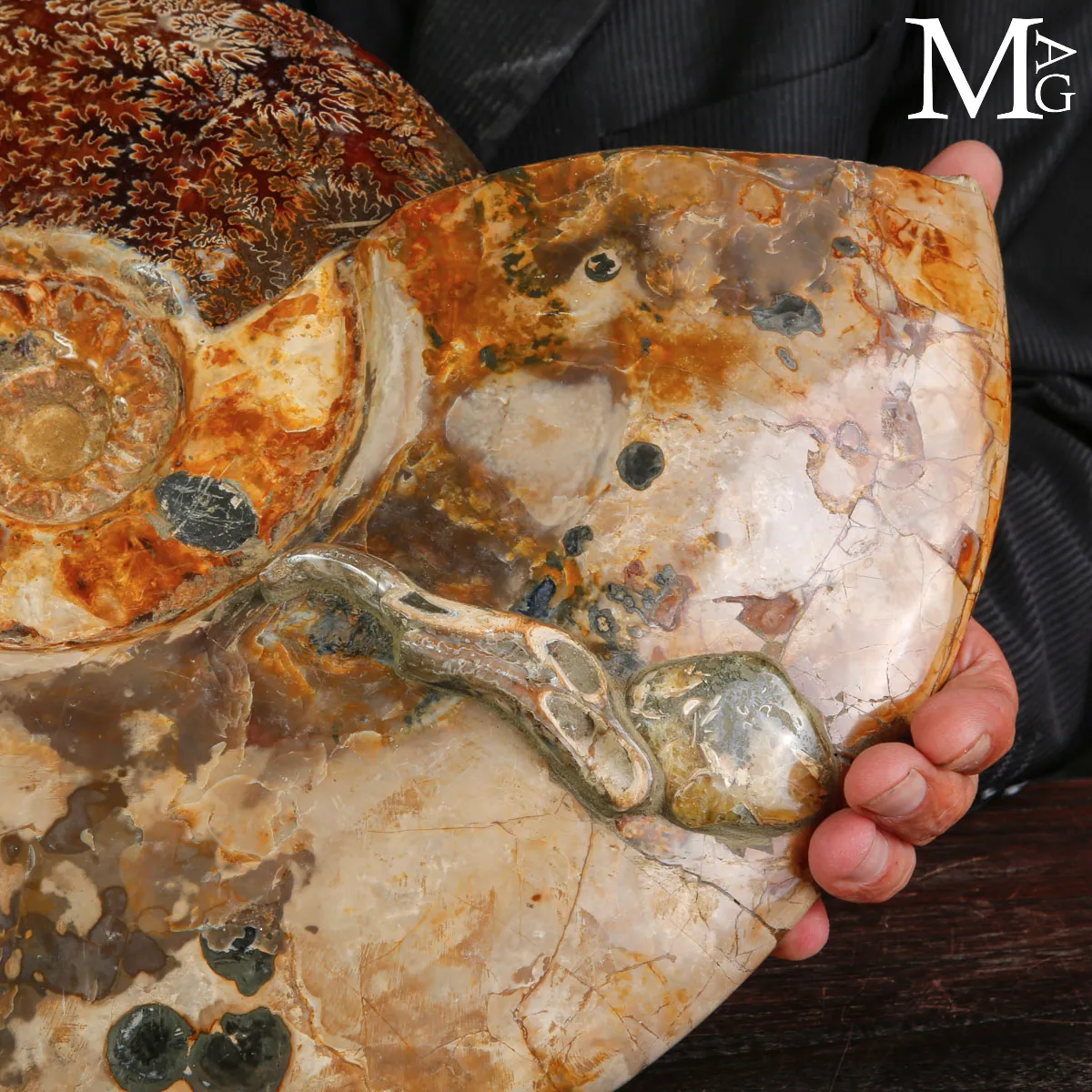 Straordinaria ammonite fossile Cleoniceras.