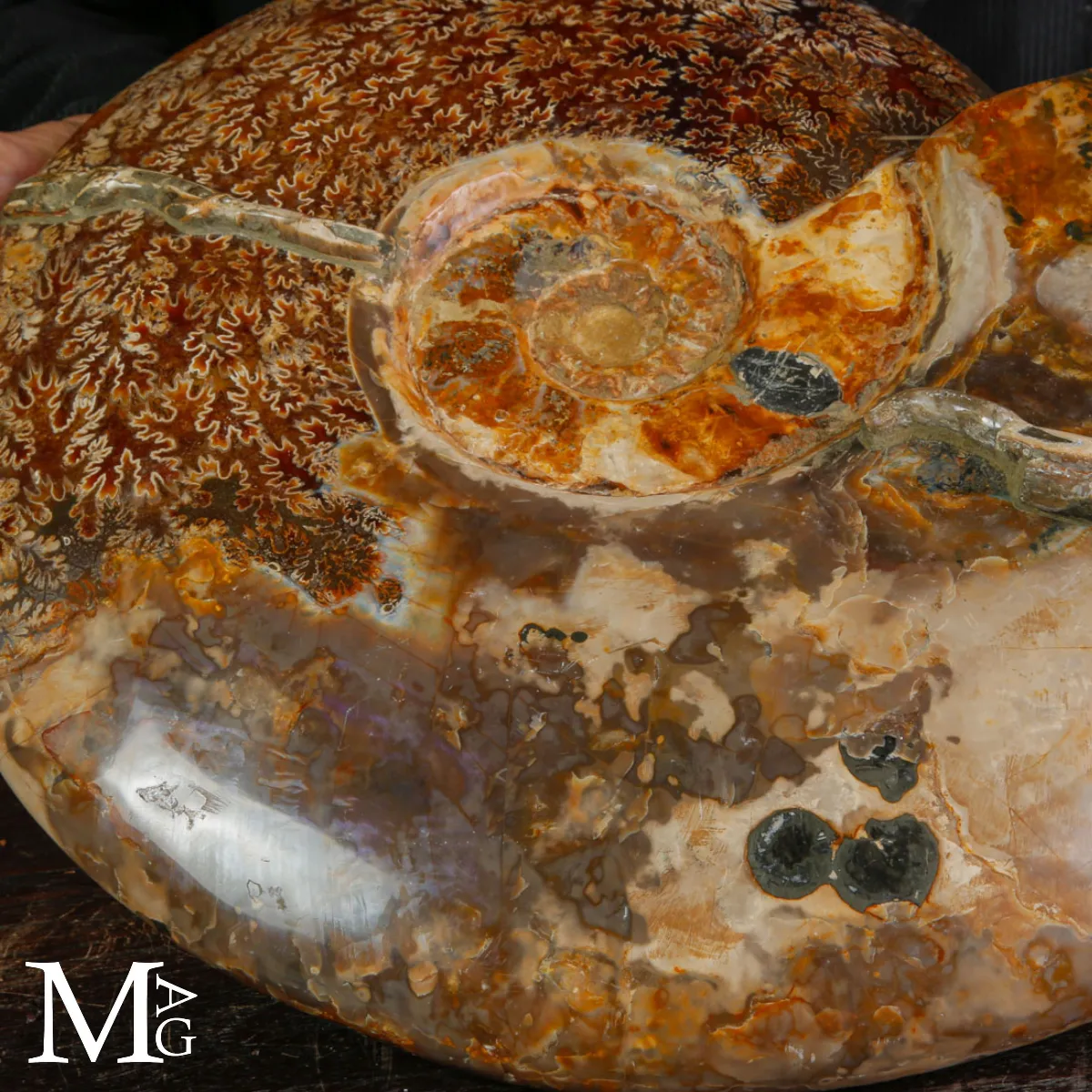 Straordinaria ammonite fossile Cleoniceras.