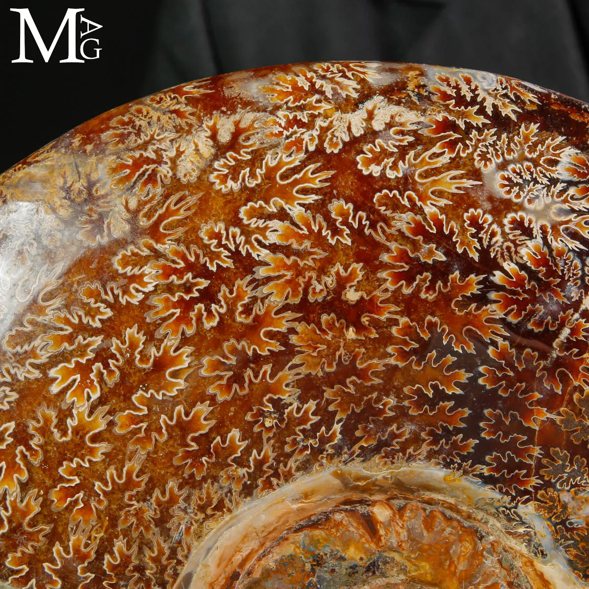 Straordinaria ammonite fossile Cleoniceras.