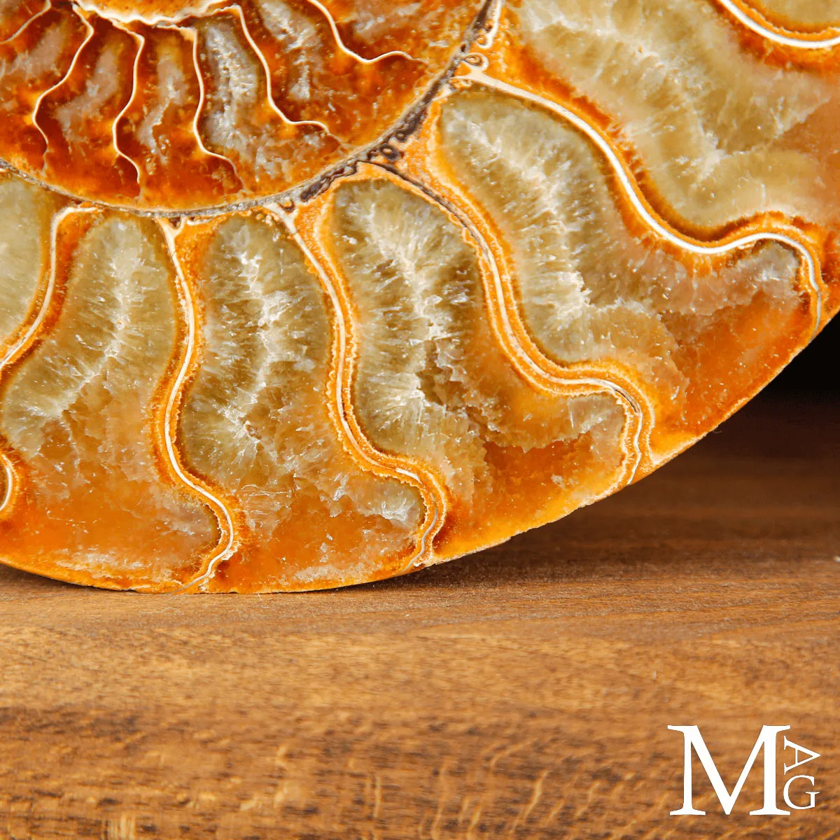 Ammonite Cleoniceras Sezionata – Dialogo della Spirale.