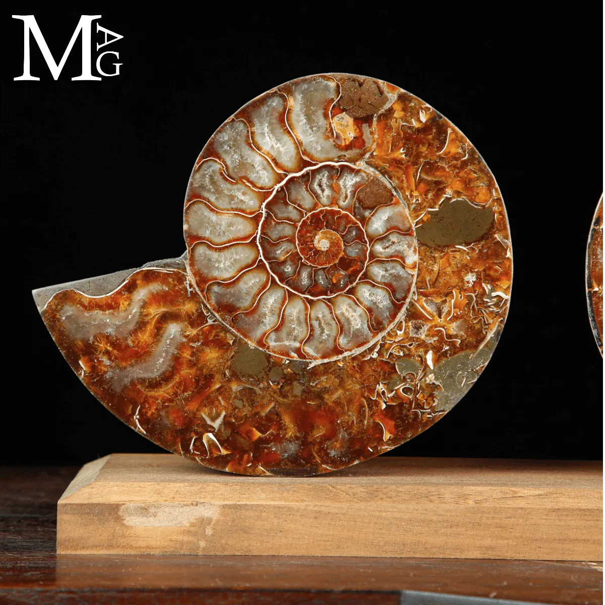 Cleoniceras Fossile – Spirale del Tempo.