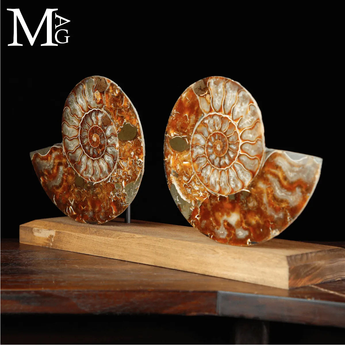 Cleoniceras Fossile – Spirale del Tempo.