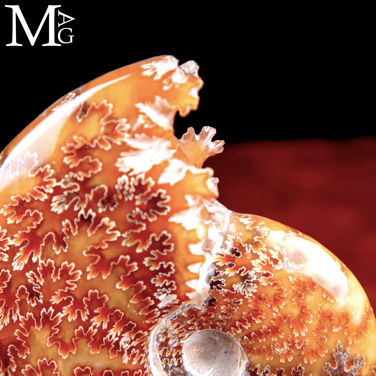 Ammonite Fossile Cleoniceras su Base in Ottone.