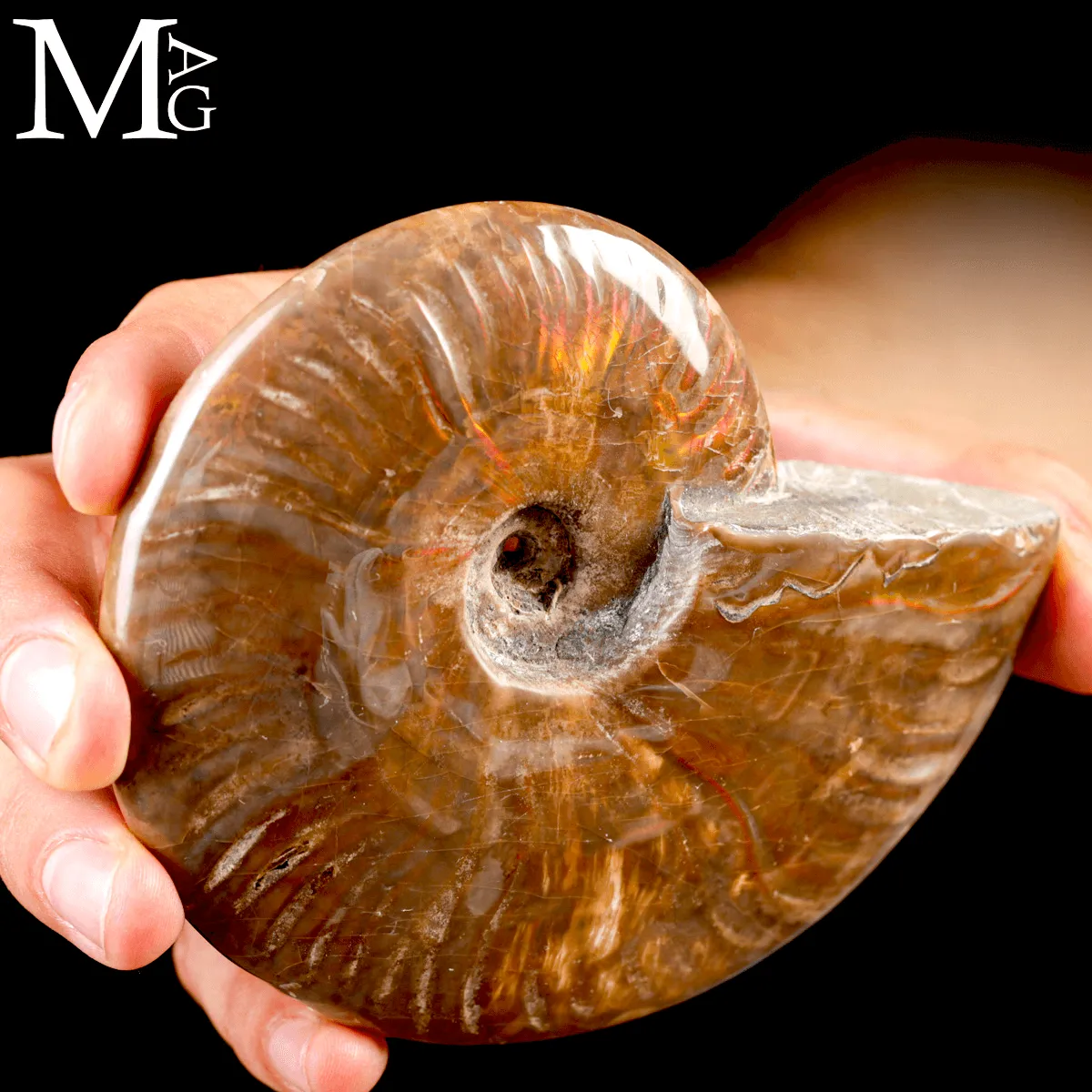 Ammonite Fossile Cleoniceras – Rosso Opalescente
