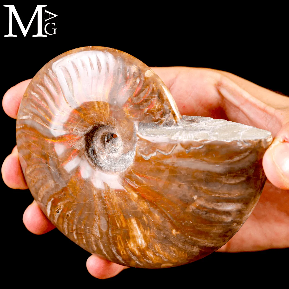 Ammonite Fossile Cleoniceras – Rosso Opalescente