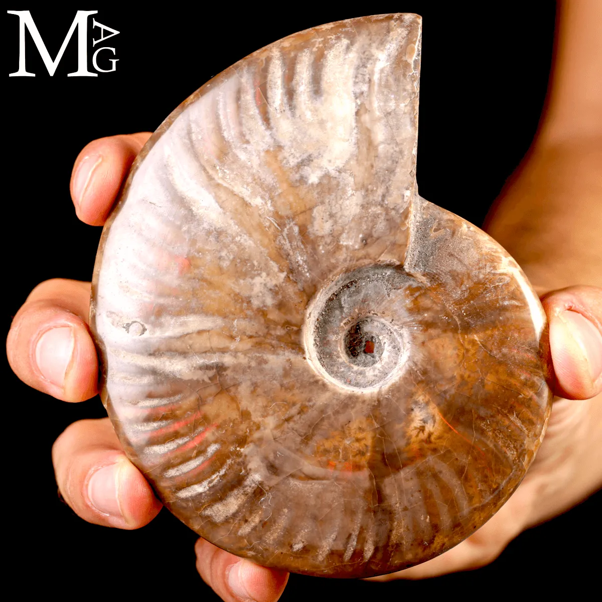 Ammonite Fossile Cleoniceras – Rosso Opalescente