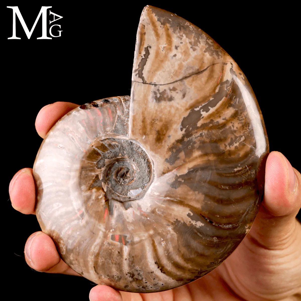 Ammonite fossile Cleoniceras – Rosso Iridescente