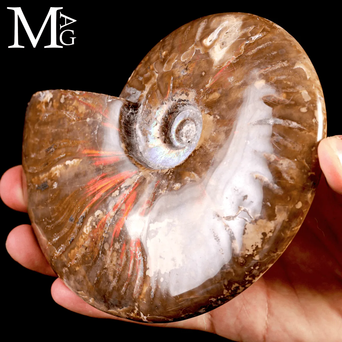 Ammonite Cleoniceras – Iridescenze Rosse