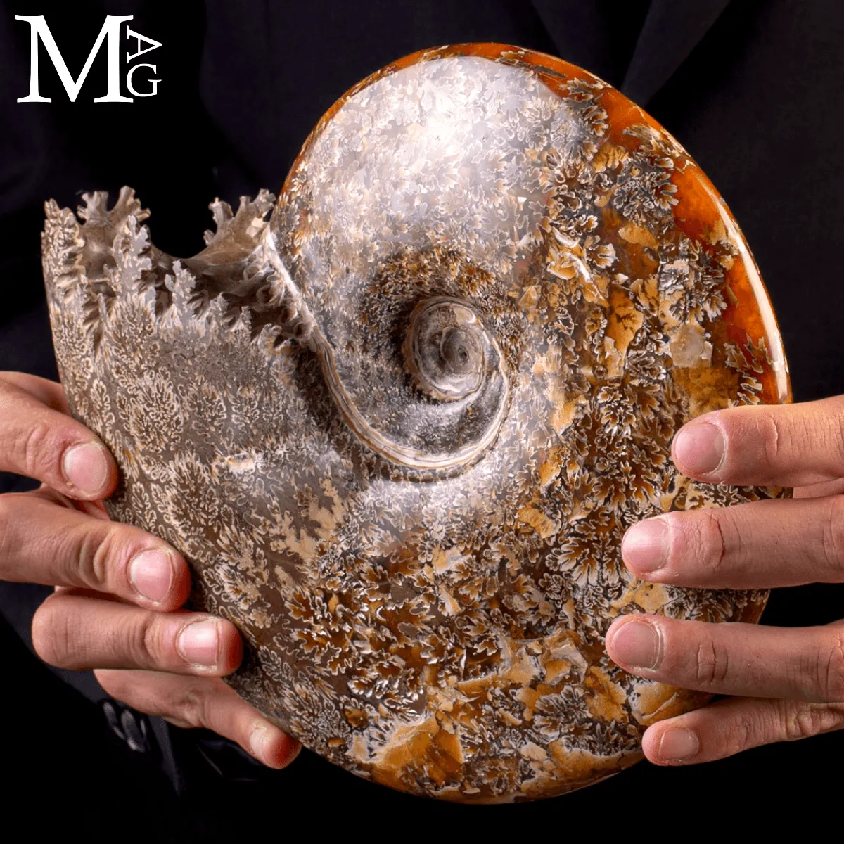 Ammonite Fossile Cleoniceras – Madagascar