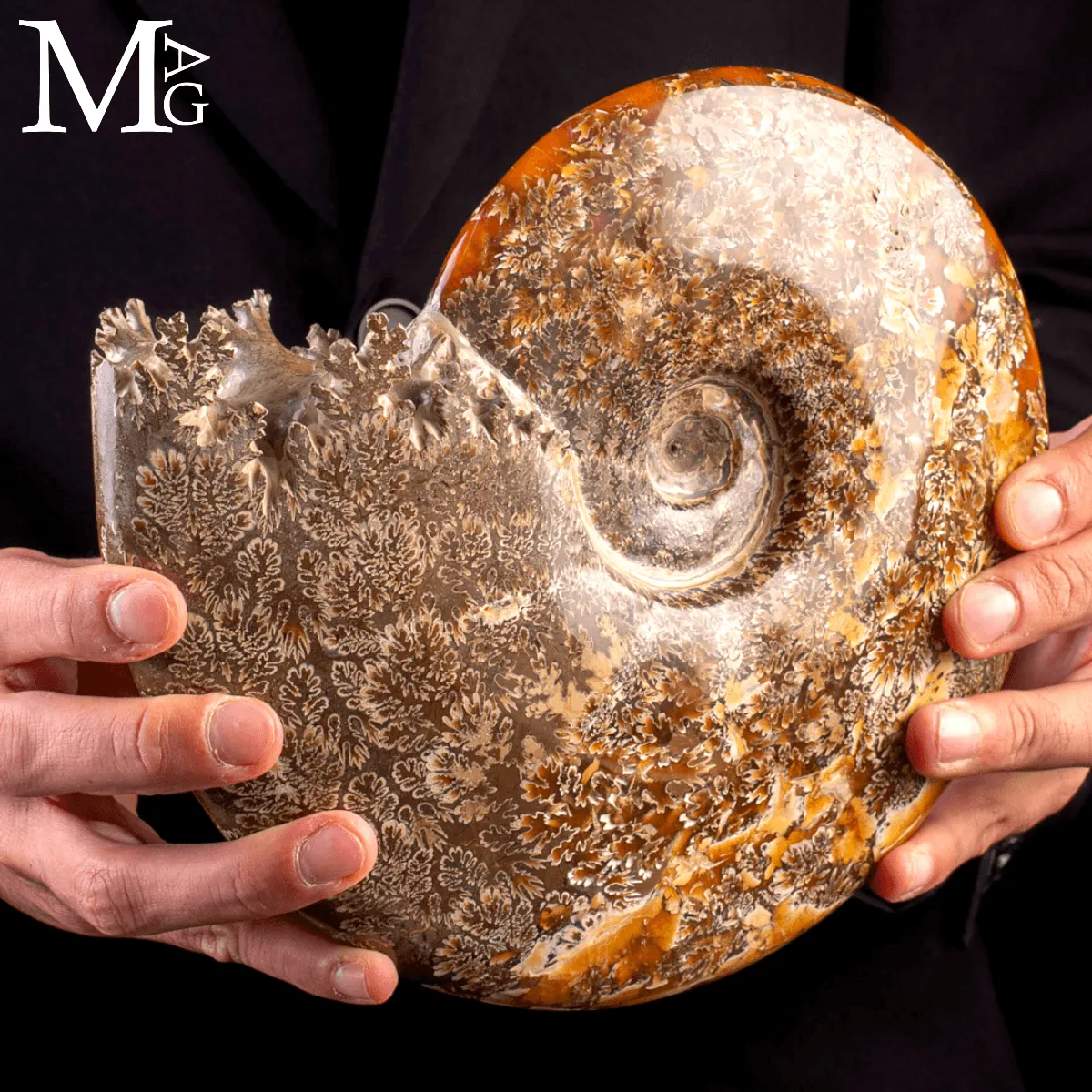 Ammonite Fossile Cleoniceras – Madagascar
