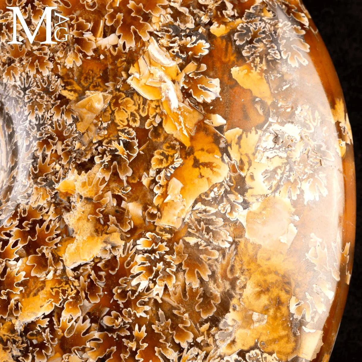 Ammonite Fossile Cleoniceras – Madagascar