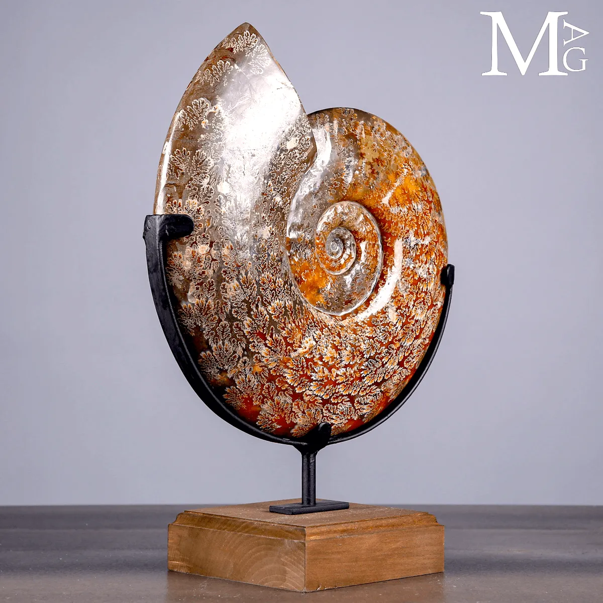 Ammonite Fossile Cleoniceras con Eccezionale Camera Ornamentale.