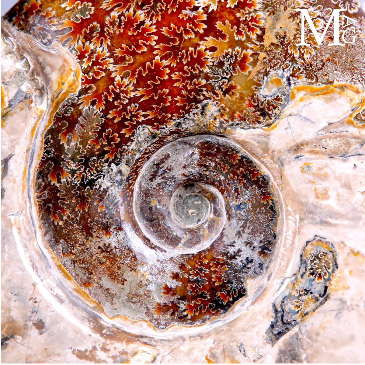 Ammonite Fossile Cleoniceras Lucidata su Base.