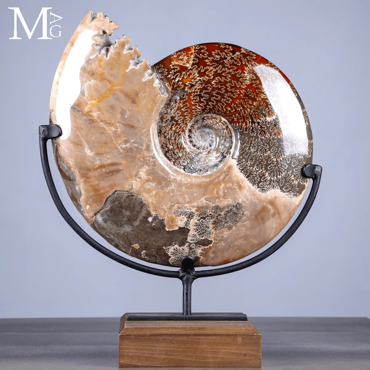 Ammonite Fossile Cleoniceras con Madreperla e Camere Mineralizzate.