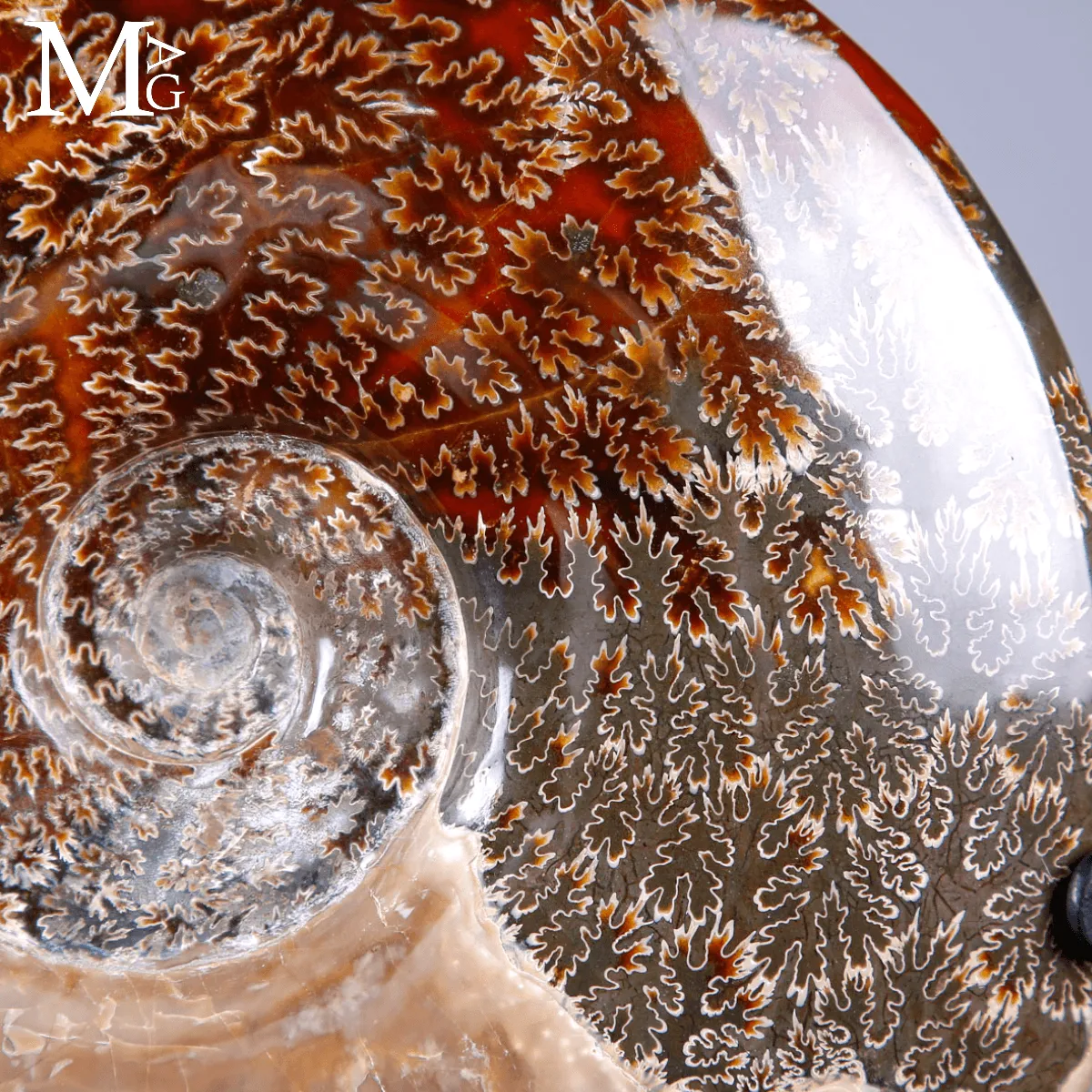 Ammonite Fossile Cleoniceras con Madreperla e Camere Mineralizzate.
