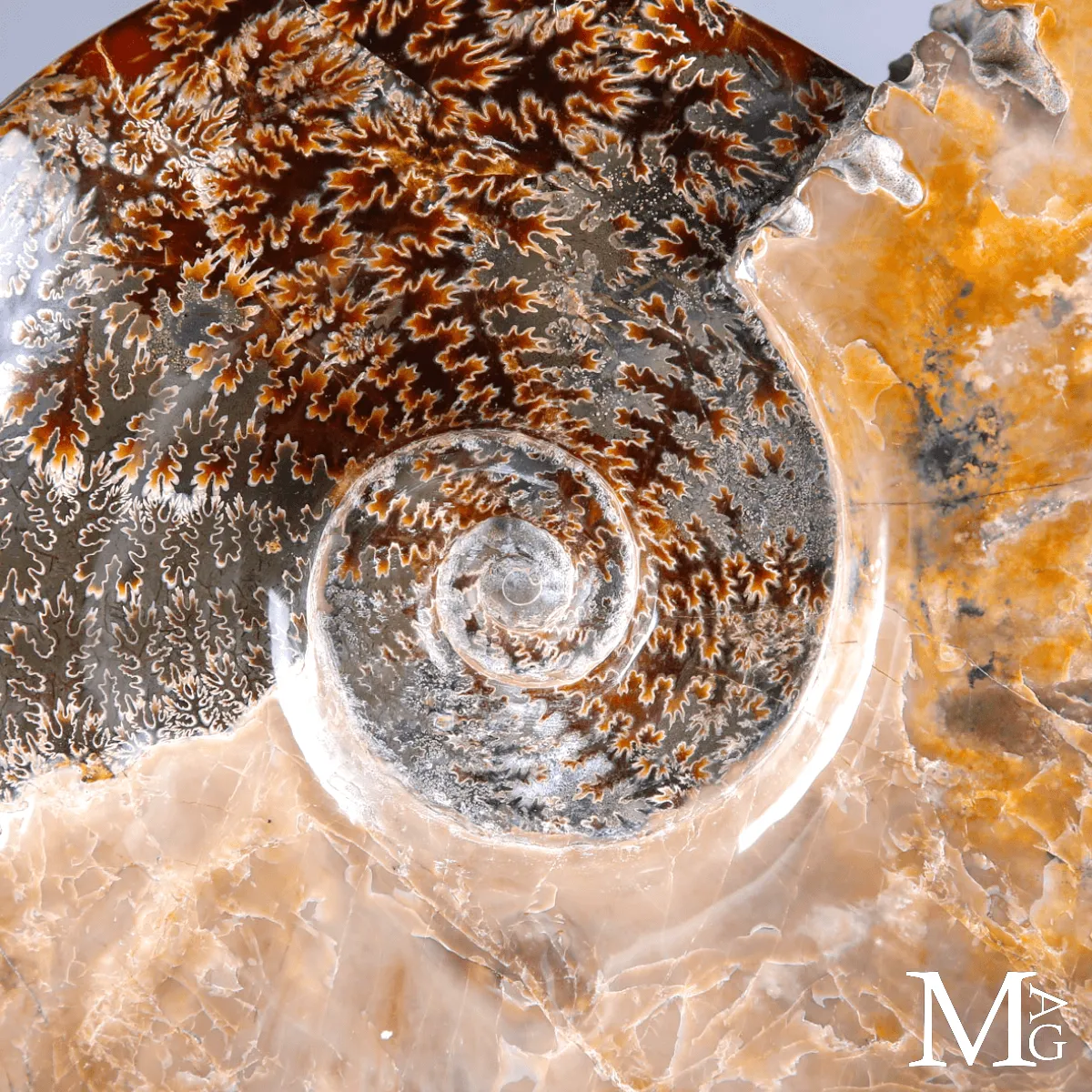 Ammonite Fossile Cleoniceras con Madreperla e Camere Mineralizzate.