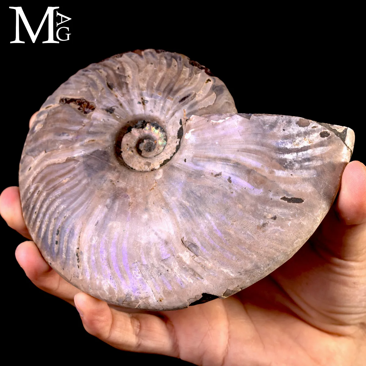 Ammonite fossile Cleoniceras – Madagascar.