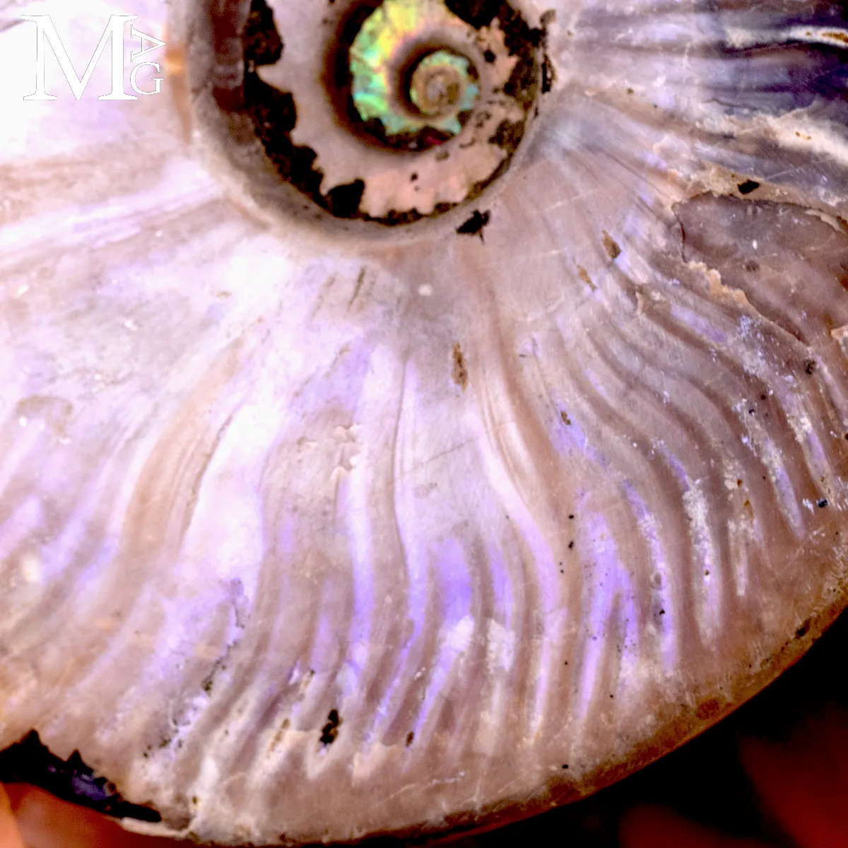 Ammonite fossile Cleoniceras – Madagascar.